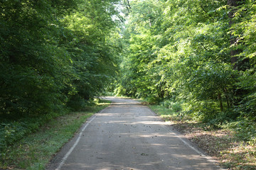 Fototapeta premium forest road for jogging or cycling in the sun