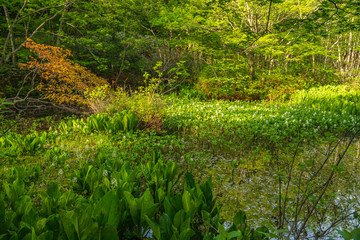 Fototapeta premium Towada Hachimantai National Park, Hachimantai