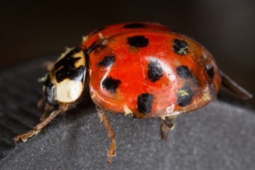 Hesperomyces fungus on ladybug
