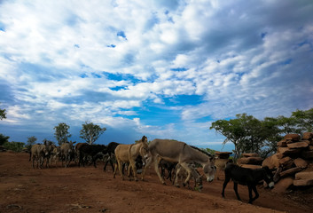 Donkeys on a gravel road with cloudy African sky stretching away