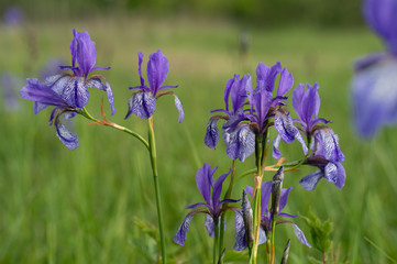 Iris im Eriskircher Ried