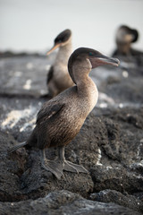 Obraz premium Galapagos NAtur