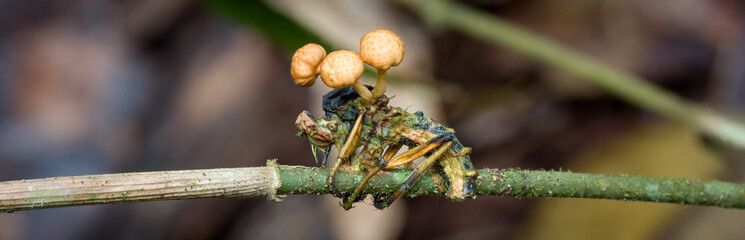 zombie fungus Ophiocordyceps dipterigena group on a fly (Diptera) on a branch in a tropical rainforest
