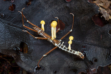 zombie fungus Cordyceps on stick bug in tropical rainforest