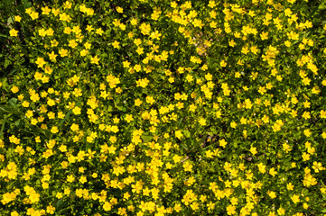 many yellow daisies, beautiful yellow wildflowers