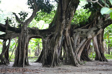 Asian giant banyan tree.