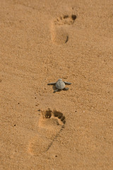 Olive Ridley Sea Turtle (hatchling), Lepidochelys olivacea