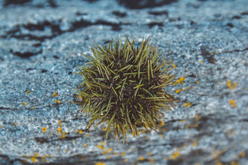 The sea urchin is on the stone. Close up of sea urchin spines with sea in the background