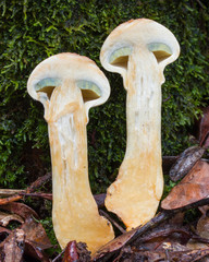 sectioned Boletellus mushroom in tropical rainforest