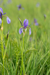 Irisblüten beim Eirksircher Ried am Bodensee