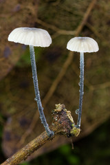 Tetrapyrgos atrocyanea mushrooms in tropical rainforest in Madagascar