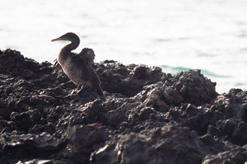 Galapagos Inseln