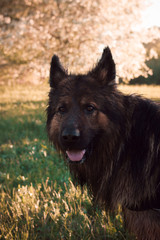 German shepherd walking in the Park in the evening. Evening walk in hot summer. Rest in the shade of trees
