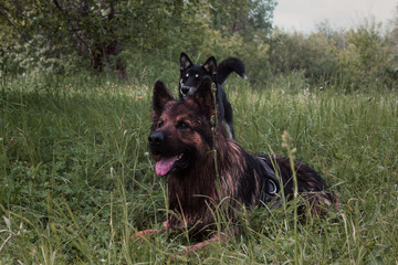 German shepherd and puppy resting in the grass after the game. Two cute dogs on a walk in the Park. 