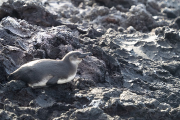 Galapagos Landschaften