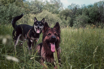 German shepherd and puppy resting in the grass after the game. Two cute dogs on a walk in the Park. 