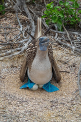 Galapagos