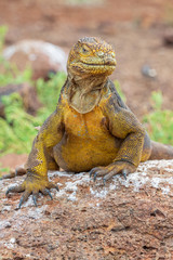Galapagos