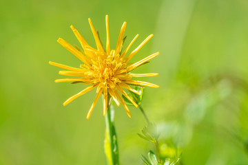 Gewöhnlicher Wiesenbocksbart