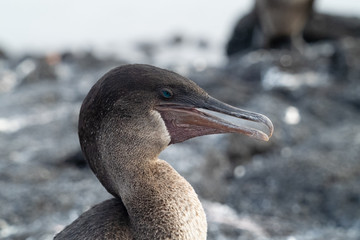 Galapagos kormoran