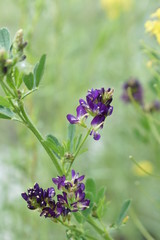 wild little orchids