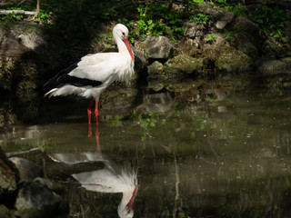 Storch im Burgenland Österreich