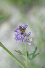 wild little orchids