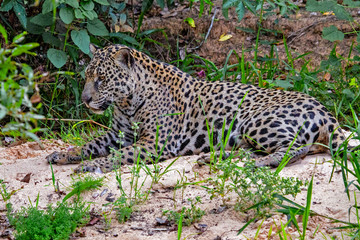 Jaguars On The Cuiaba River, Brazil
