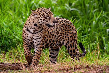 Jaguars On The Cuiaba River, Brazil