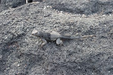 Galapagos landschafte und vögel