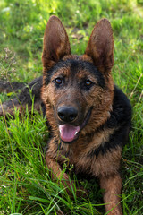 Beautiful young dog, black and brown, laying in the green grass on a summer day