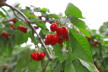 Cherry trees on sifil Mountain in Turkey / Izmir.