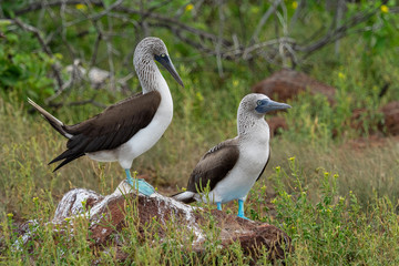 Galapagos landschafte und vögel