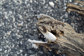 Galapagos landschafte und vögel