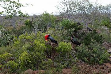 Galapagos landschafte und v&ouml;gel