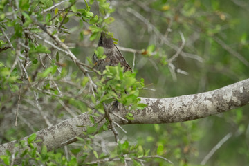 Galapagos Tiere und landschafte