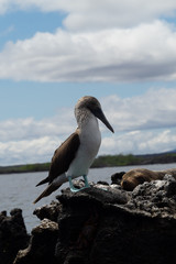 Galapagos Tiere und landschafte