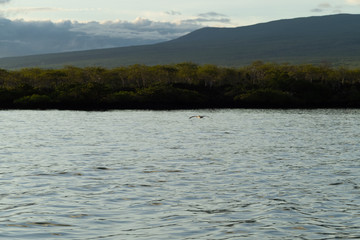 Galapagos Tiere und landschafte