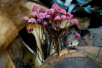 Marasmius haematocephalus mushroom in Amazon rainforest in Bolivia