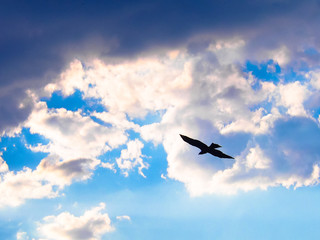 African raptor flying in front of white clouds and blue sky.  Bird shadow in the blue sky