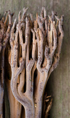 Ramaria zippelii coral mushroom in tropical rainforest in Costa Rica
