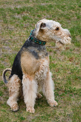 Pet dog brown Airedale Terrier on the background of young green grass close-up