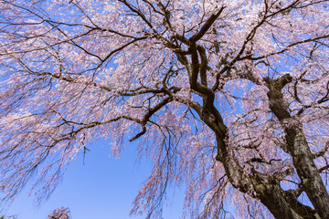 Fototapeta premium 日本の風景 満開のしだれ桜