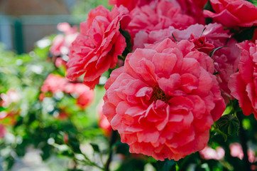 Beautiful bright rose bush in the garden. Pink rosebuds on a bush.