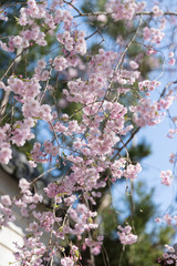 公園の桜