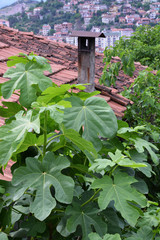 fig tree in front of house
