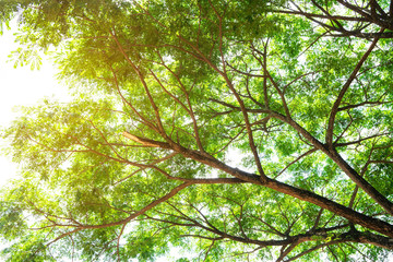  Summer green leaves ,forest trees. nature green leaf and  tree branch sunlight background.