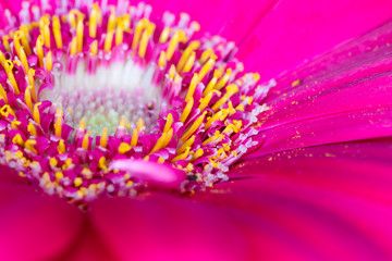 Obraz premium Gerbera red flower head, genus of plants in the Asteraceae of the daisy family native to tropical regions of South America, Africa and Asia, macro with shallow depth of field 