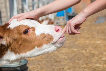 spotted calf sucks a finger