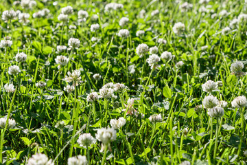 Fototapeta premium Blooming clover with water drops after rain on morning